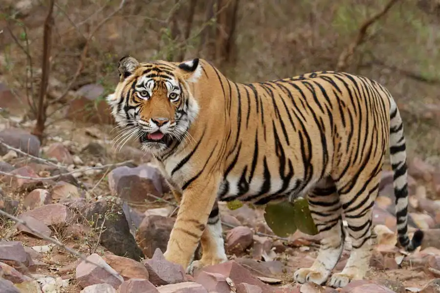 Jaipur Ranthambore Day Tour 1